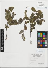 Foto von Salix myrsinifolia Salisb.